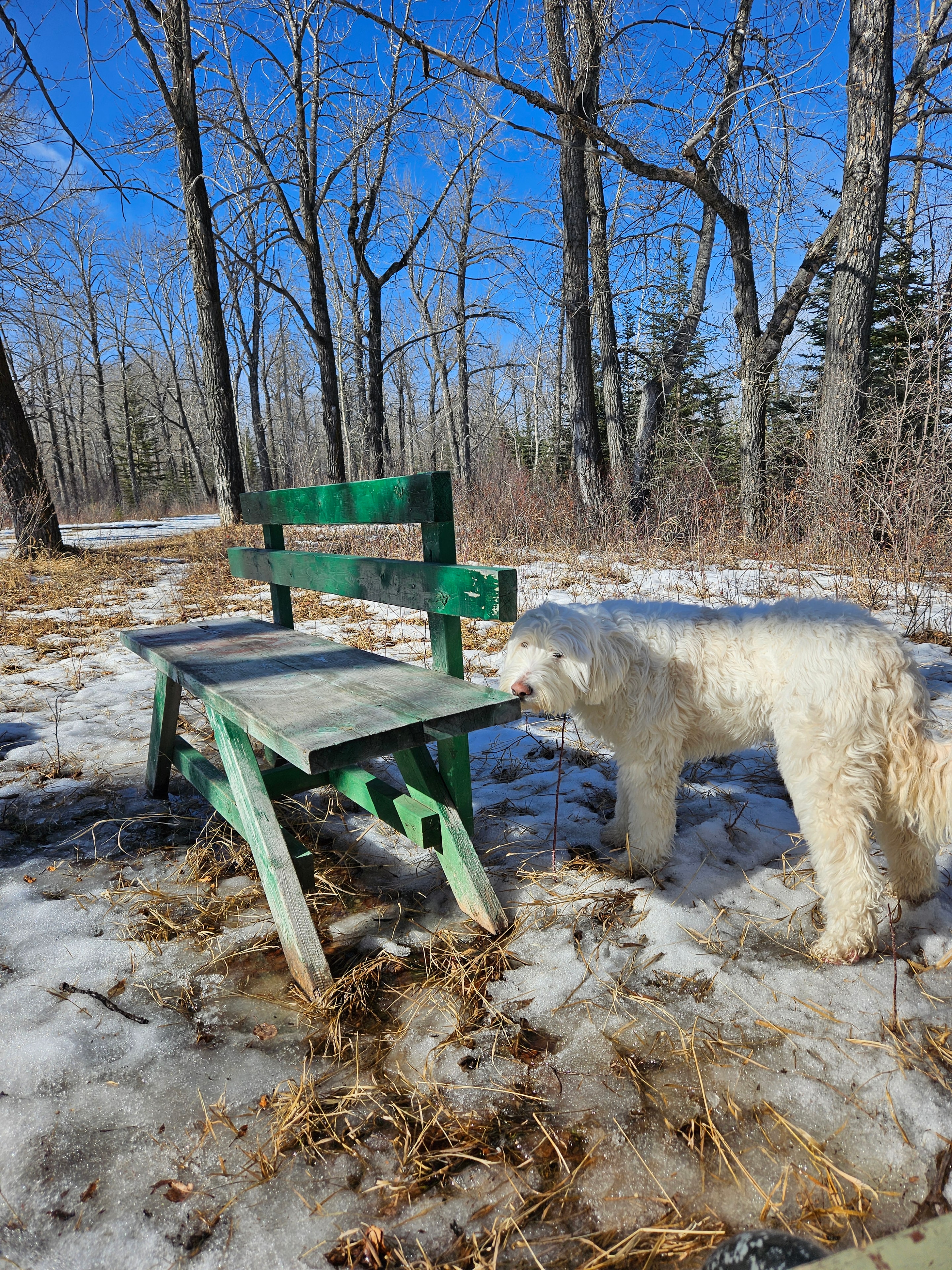 Dogs enjoying an off-leash group adventure outdoors